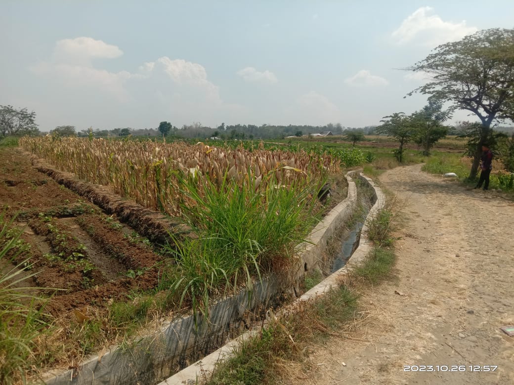 DIJUAL TANAH SAWAH PANEKAN MAGETAN