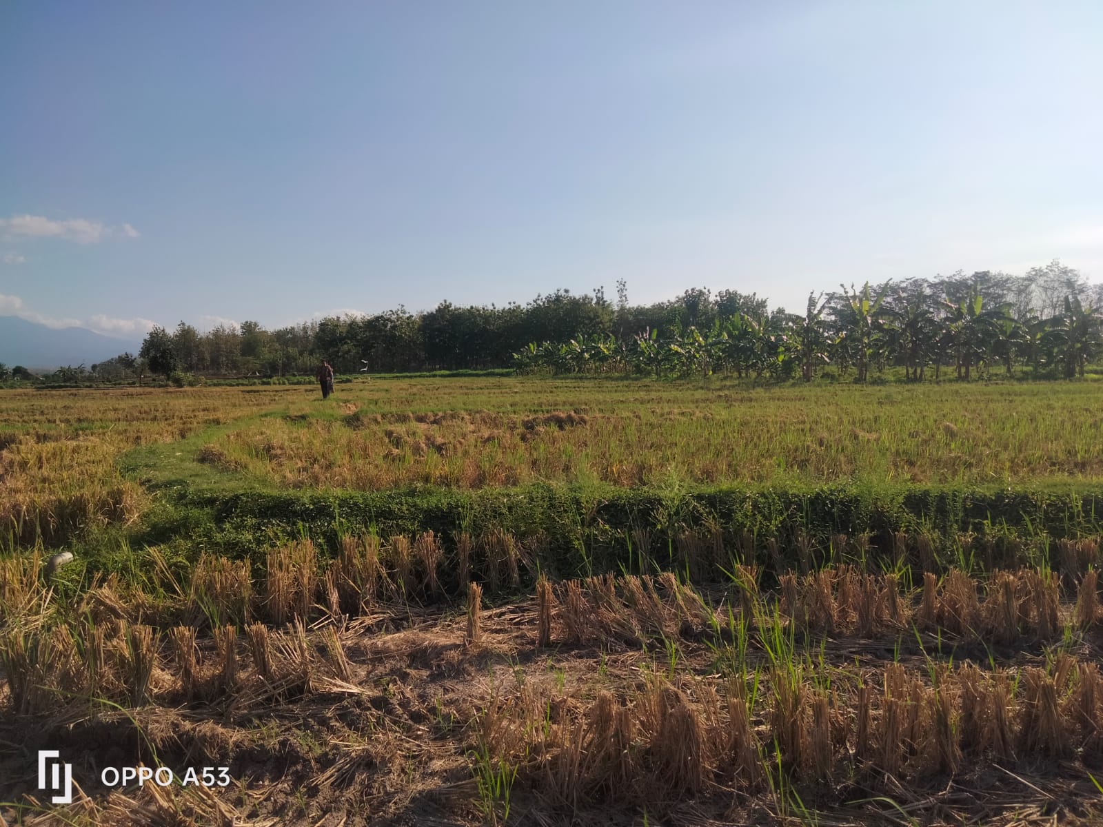 DIJUAL TANAH SAWAH DI MEJAYAN