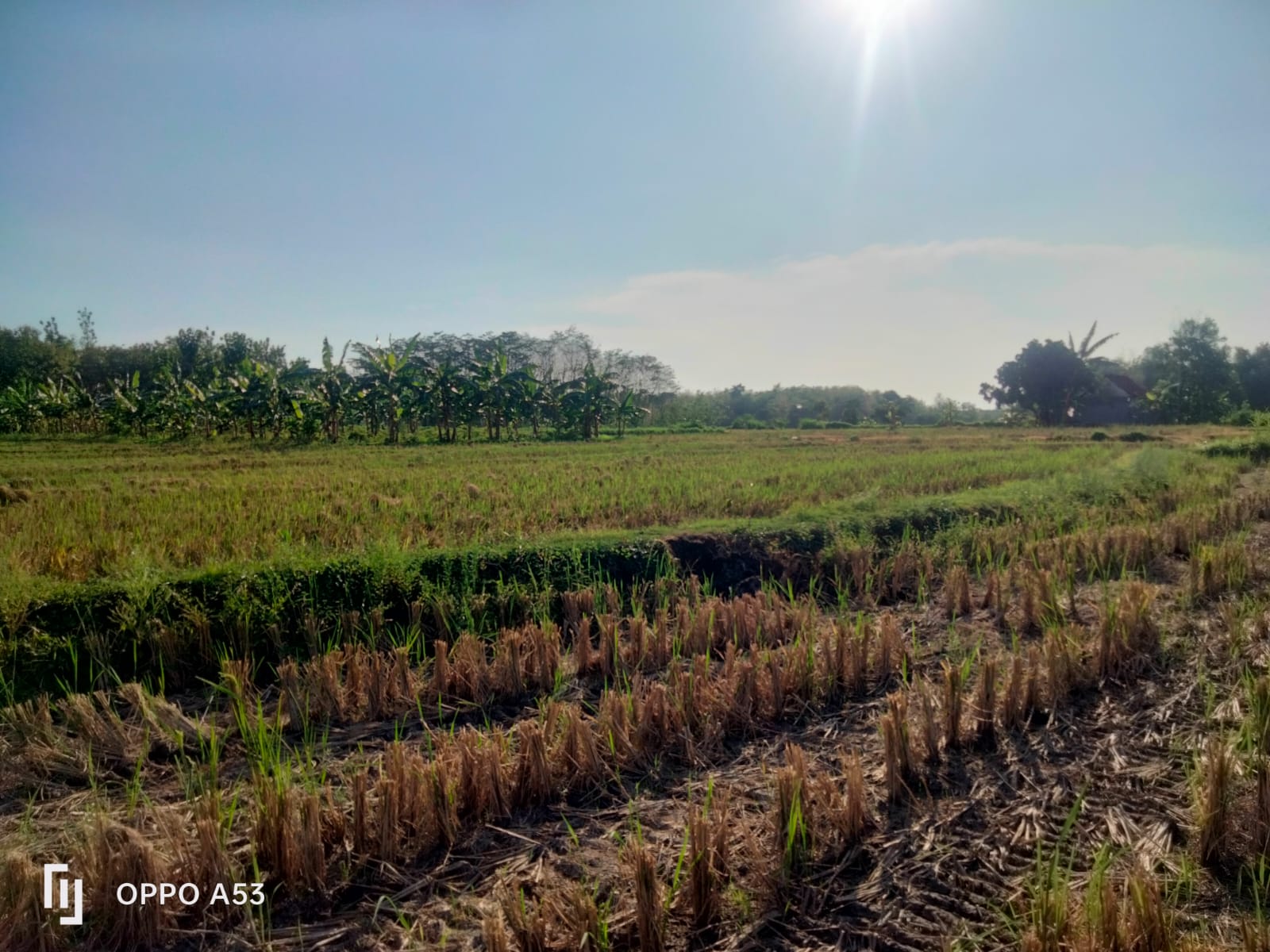 DIJUAL TANAH SAWAH DI MEJAYAN