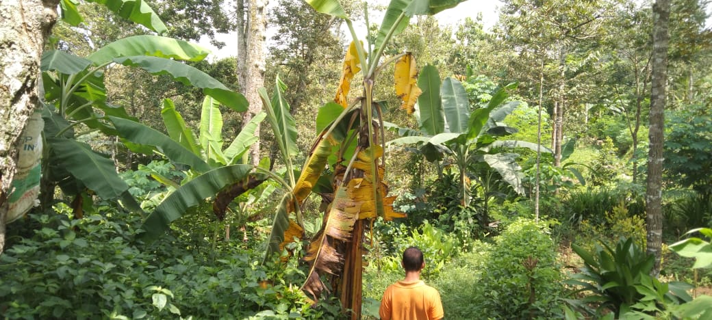 DIJUAL TANAH PEKARANGAN SULUK DOLOPO