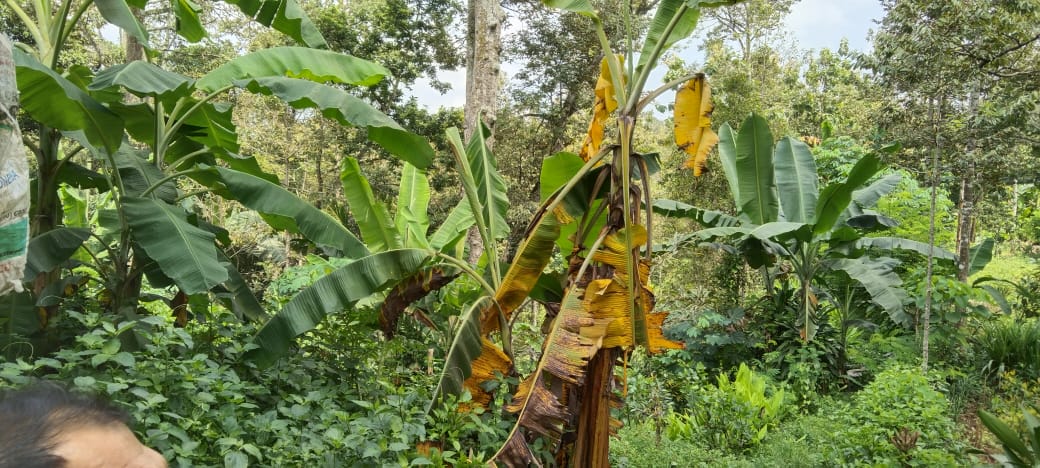 DIJUAL TANAH PEKARANGAN SULUK DOLOPO