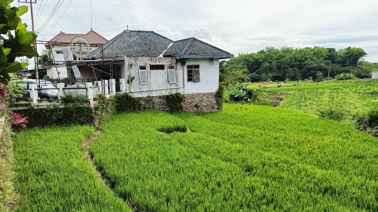 DIJUAL TANAH SAWAH DEKAT JALAN RAYA