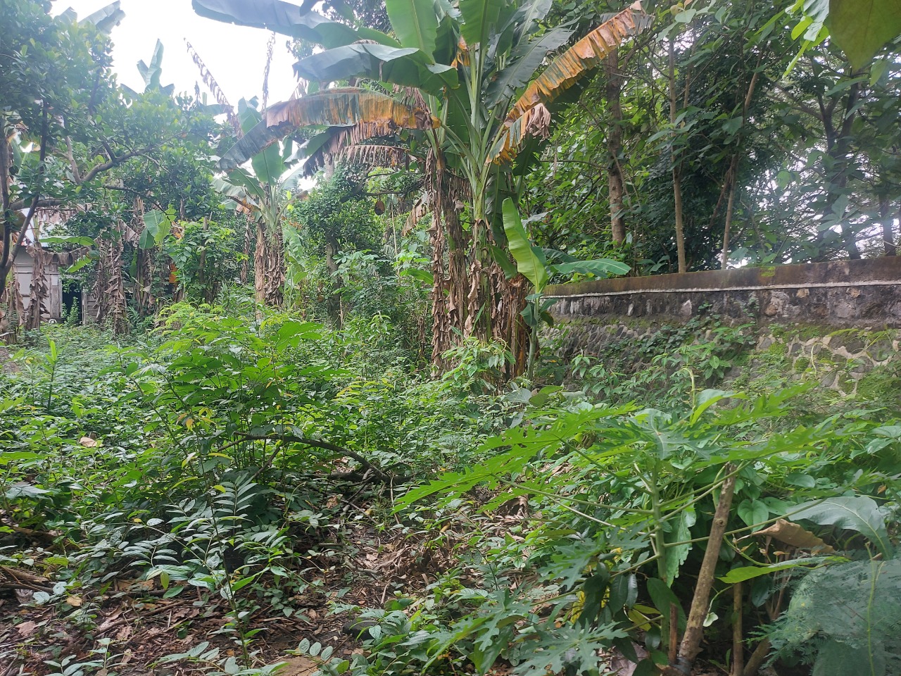 DIJUAL TANAH PEKARANGAN DI NGAWI